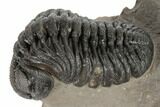 Morocops Trilobite - Foum Zguid, Morocco #189758-3